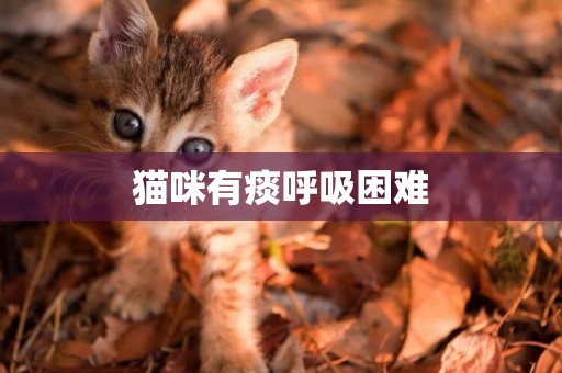 貓咪有痰呼吸困難