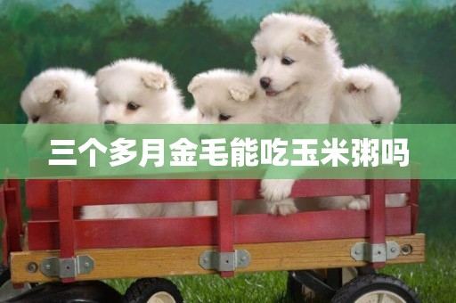 三個多月金毛能吃玉米粥嗎