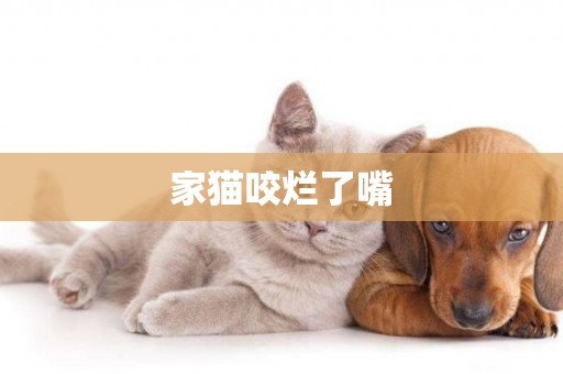 家貓咬爛了嘴