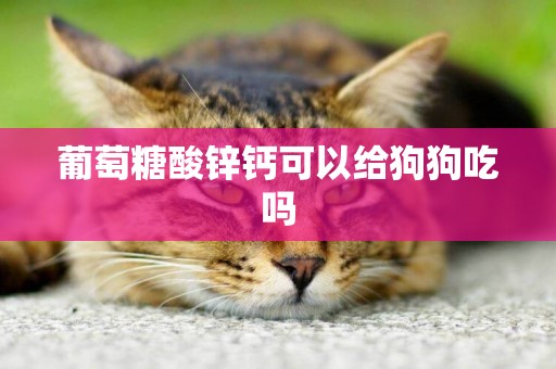 葡萄糖酸鋅鈣可以給狗狗吃嗎