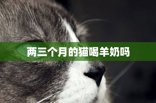 兩三個月的貓喝羊奶嗎