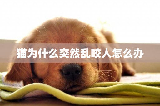 貓為什么突然亂咬人怎么辦