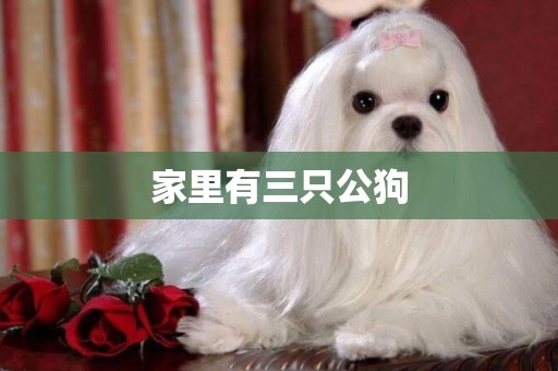 家里有三只公狗