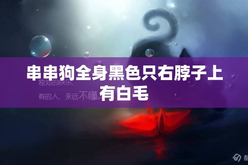 串串狗全身黑色只右脖子上有白毛