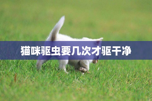 貓咪驅蟲要幾次才驅干凈