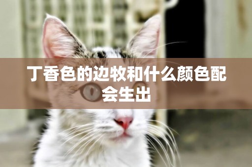 丁香色的邊牧和什么顏色配會生出