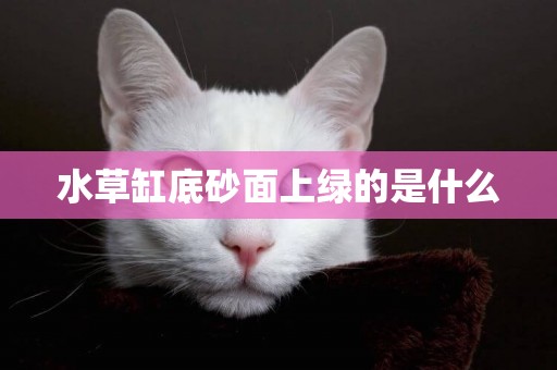 水草缸底砂面上綠的是什么