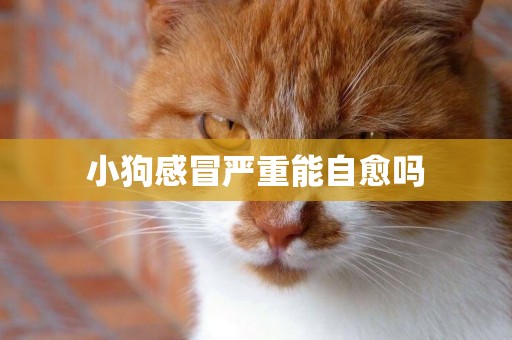小狗感冒嚴重能自愈嗎