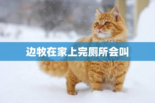 邊牧在家上完廁所會叫