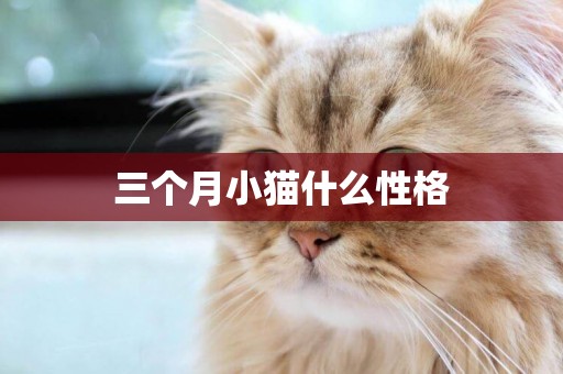 三個月小貓什么性格