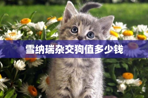 雪納瑞雜交狗值多少錢