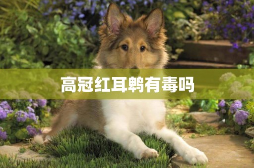 高冠紅耳鵯有毒嗎