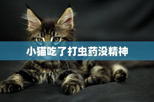 小貓吃了打蟲藥沒精神