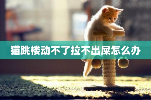 貓跳樓動不了拉不出屎怎么辦