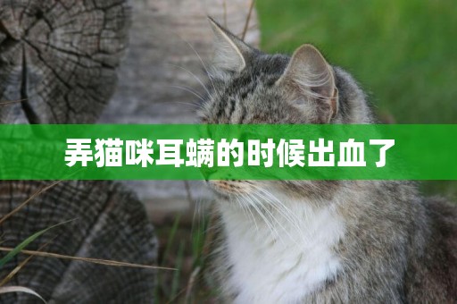 弄貓咪耳螨的時候出血了