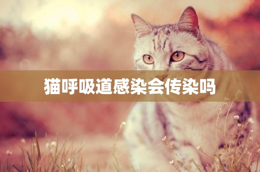 貓呼吸道感染會傳染嗎