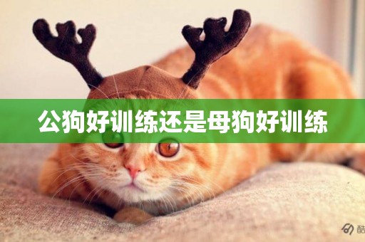 公狗好訓練還是母狗好訓練