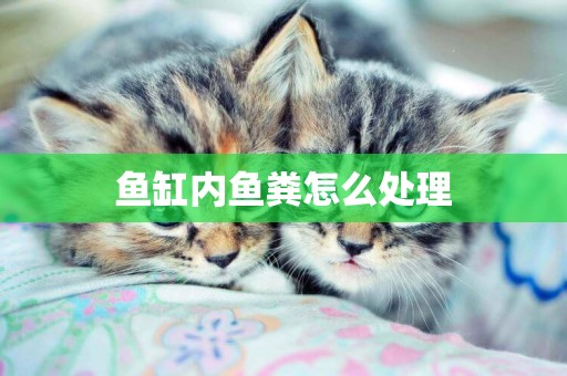 魚缸內魚糞怎么處理