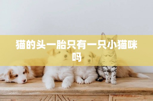 貓的頭一胎只有一只小貓咪嗎