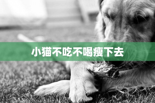 小貓不吃不喝瘦下去