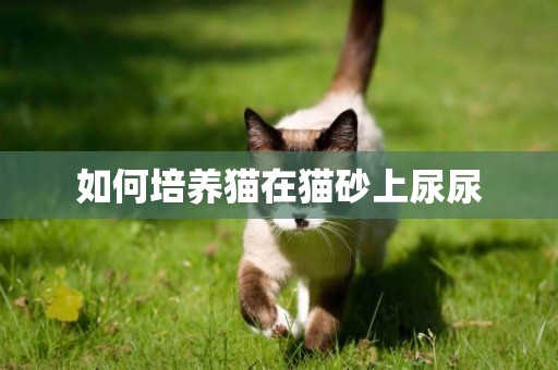 如何培養貓在貓砂上尿尿