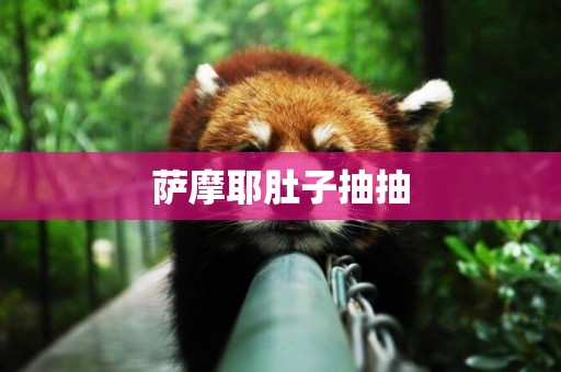 薩摩耶肚子抽抽