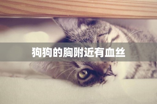 狗狗的胸附近有血絲