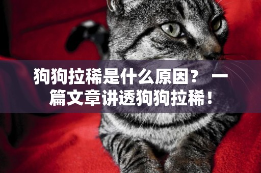 狗狗拉稀是什么原因？ 一篇文章講透狗狗拉稀！