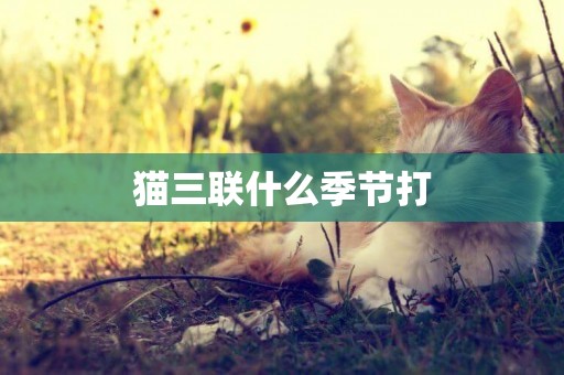 貓三聯什么季節打