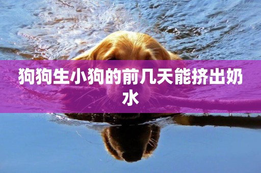 狗狗生小狗的前幾天能擠出奶水