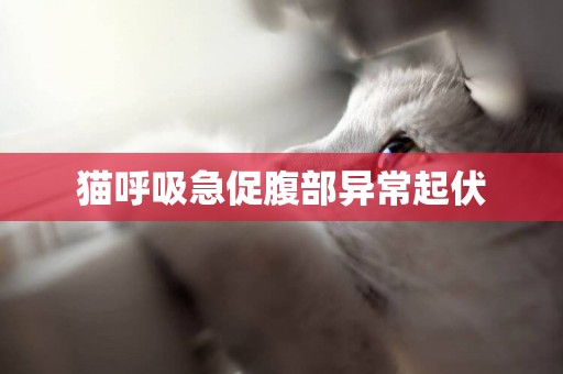 貓呼吸急促腹部異常起伏