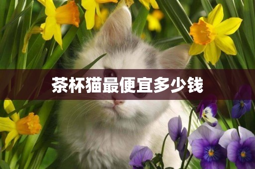 茶杯貓最便宜多少錢