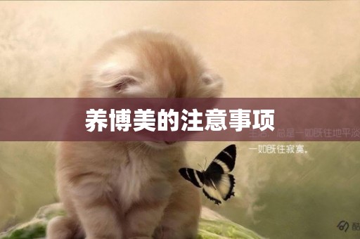 養博美的注意事項