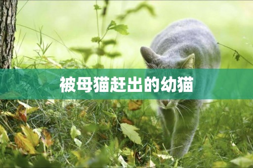被母貓趕出的幼貓