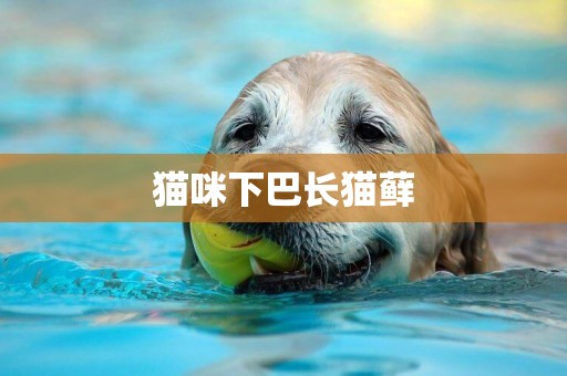 貓咪下巴長貓蘚