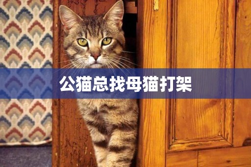 公貓總找母貓打架