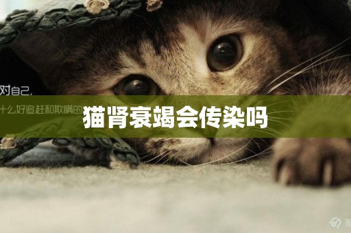 貓腎衰竭會傳染嗎