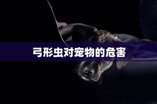 弓形蟲對寵物的危害