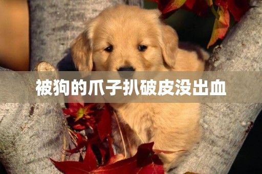 被狗的爪子扒破皮沒出血