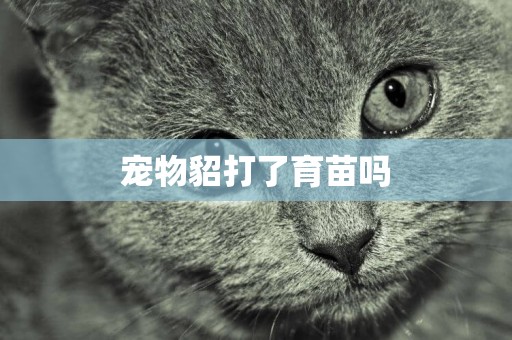 寵物貂打了育苗嗎