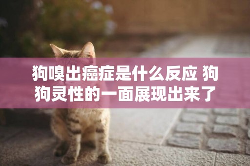 狗嗅出癌癥是什么反應 狗狗靈性的一面展現出來了