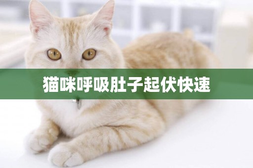 貓咪呼吸肚子起伏快速