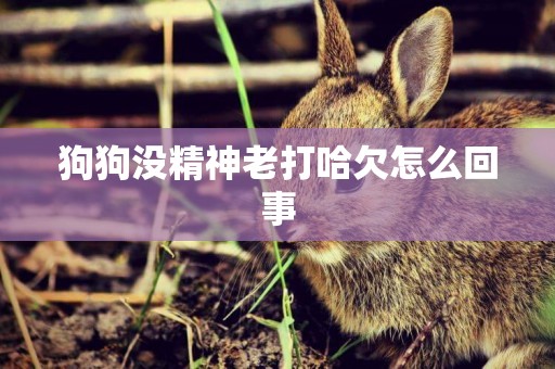 狗狗沒精神老打哈欠怎么回事