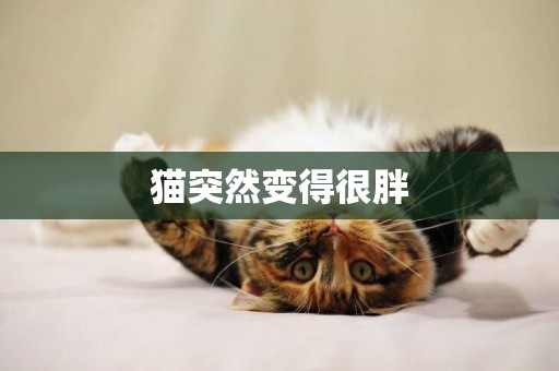 貓突然變得很胖