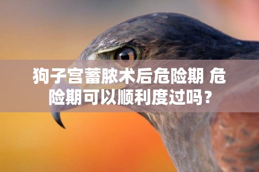 狗子宮蓄膿術后危險期 危險期可以順利度過嗎？