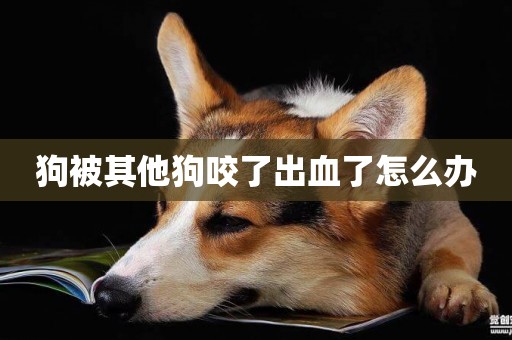 狗被其他狗咬了出血了怎么辦