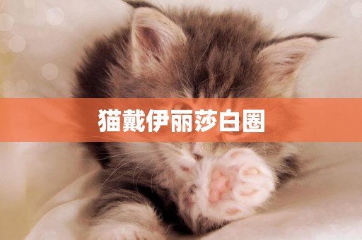貓戴伊麗莎白圈