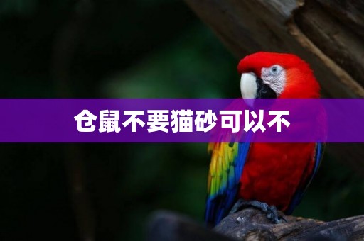 倉鼠不要貓砂可以不