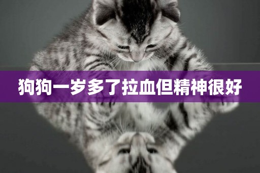 狗狗一歲多了拉血但精神很好