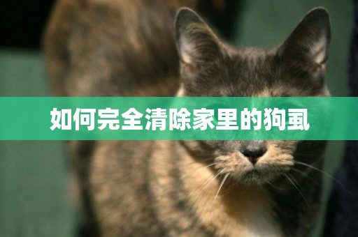 如何完全清除家里的狗虱